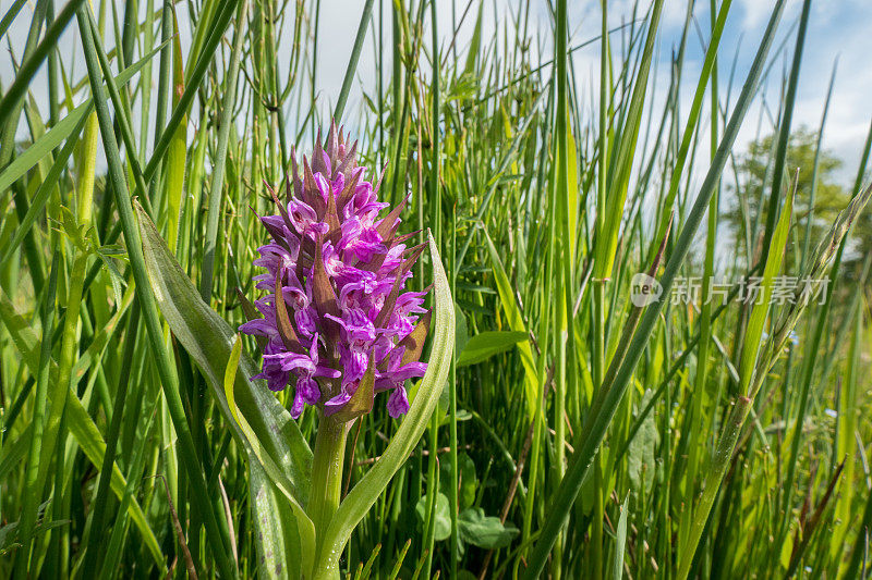 阔叶沼泽兰(Dactylorhiza majalis)的特写